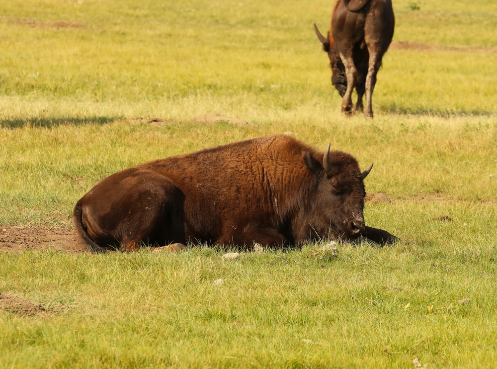 Bison bison American Bison AX9I5746