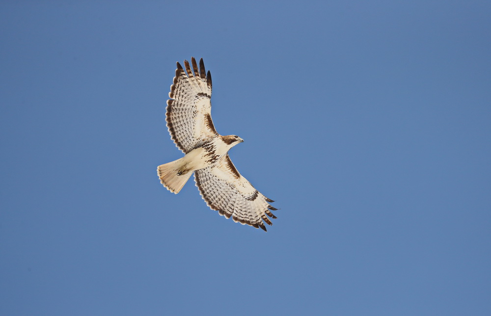 Buteo jamaicensis Red-tailed hawk AX9I3420