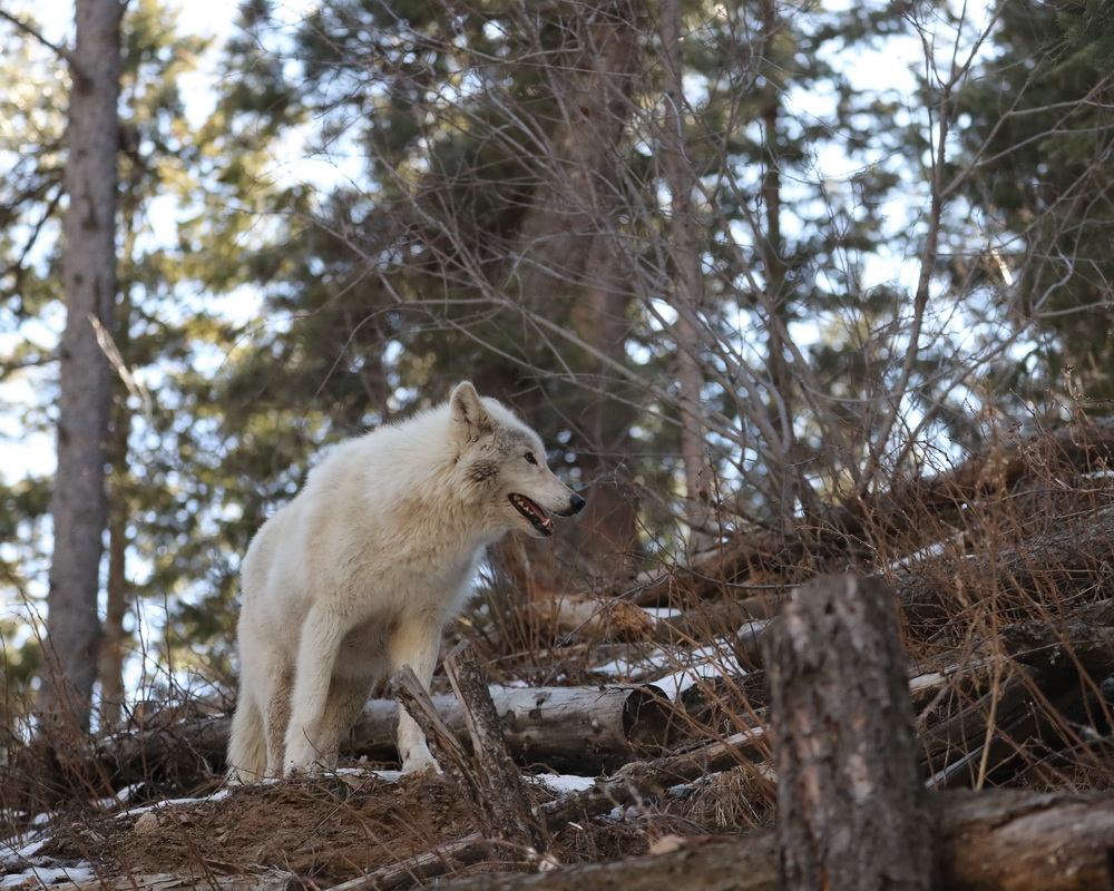 Canis lupus Grey wolf AX9I9712