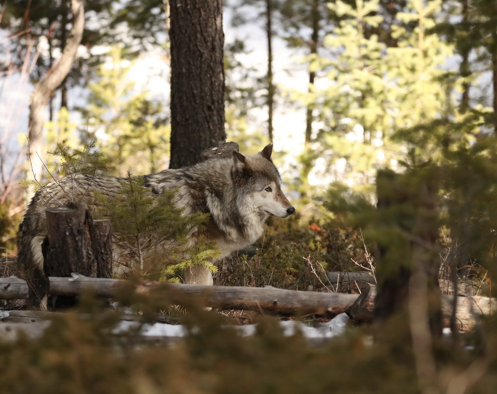 Canis lupus grey wolf AX9I9614