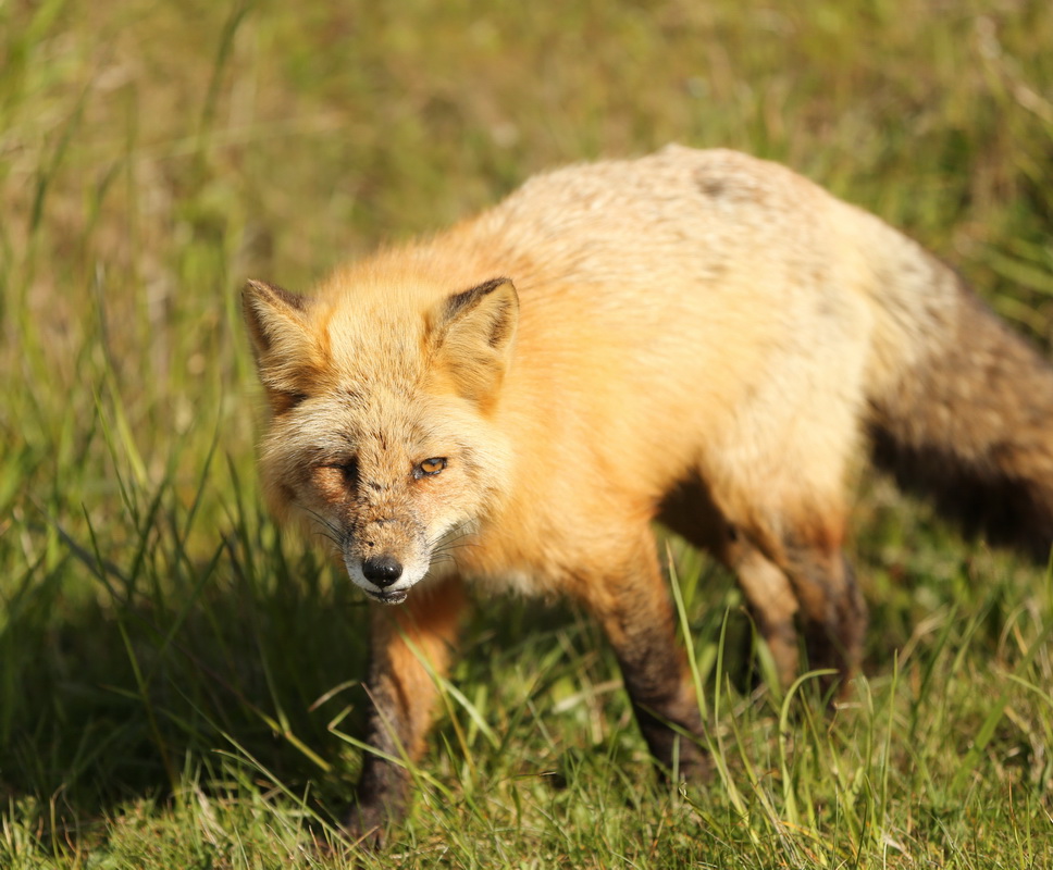 carnivora-canidae-vulpes-vulpes-red-fox-b01q1031