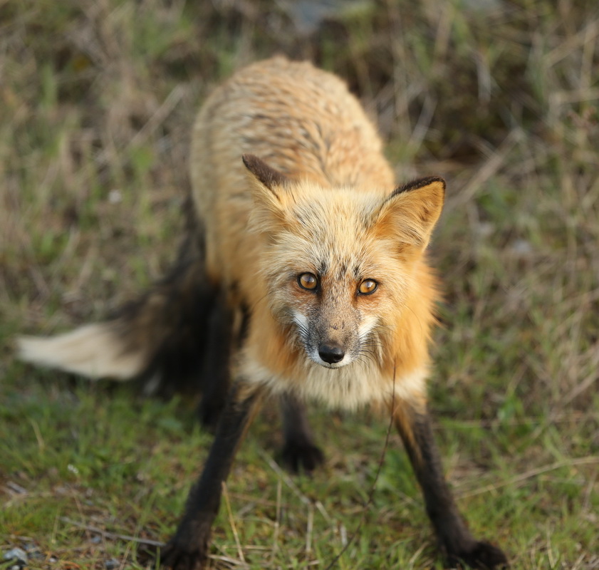 carnivora-canidae-vulpes-vulpes-red-fox-b01q1586