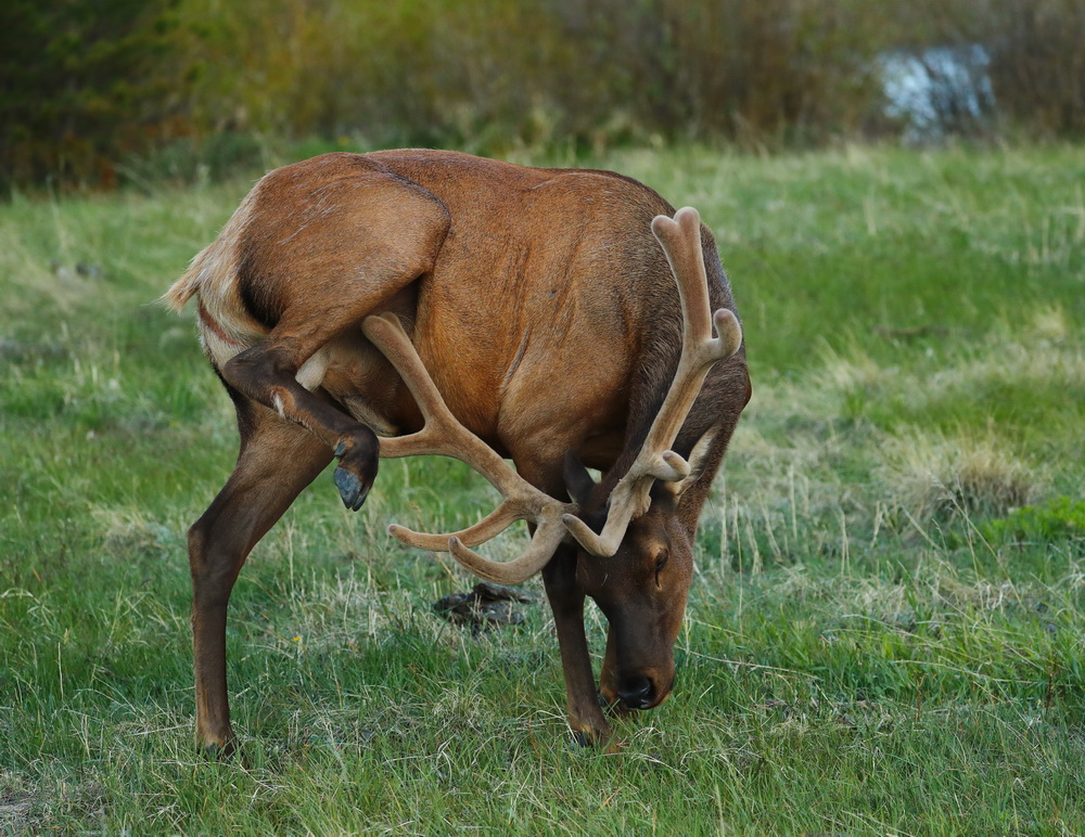Cervus elephus (American Elk) AX9I4553