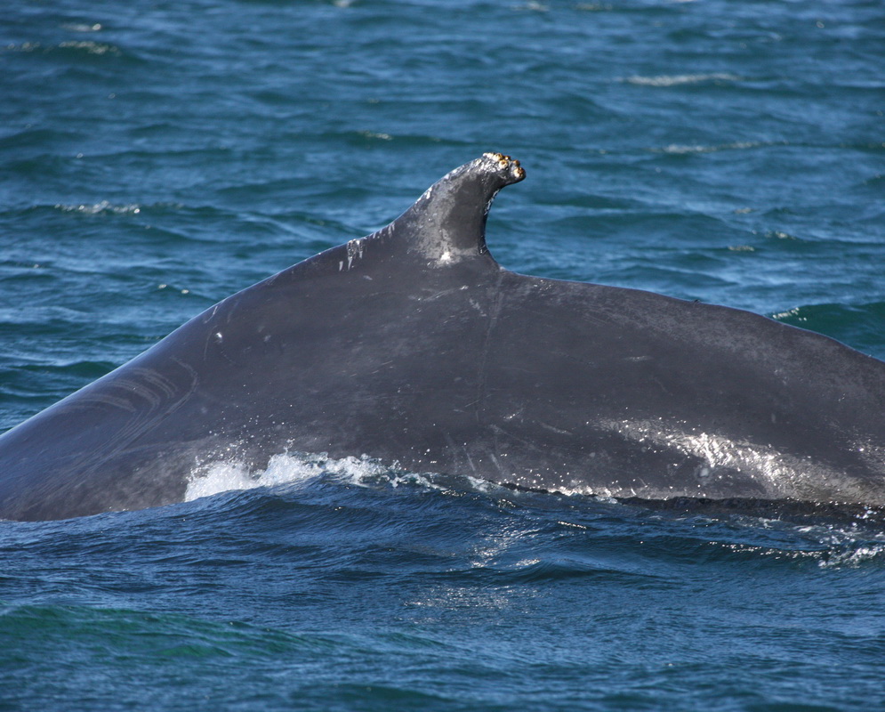 cetacea-balaenopteridae-megaptera-novaeangliae-humpback-whale-v5z5356