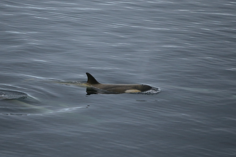 Cetacea Delphinidae Orcinus orca Orca B01Q0012