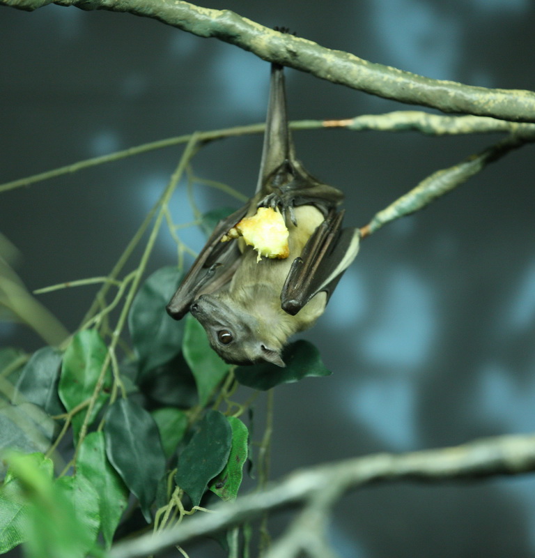 chiroptera-pteropodidae-eidolon-helvum-straw-colored-fruit-bat-1v5z4891