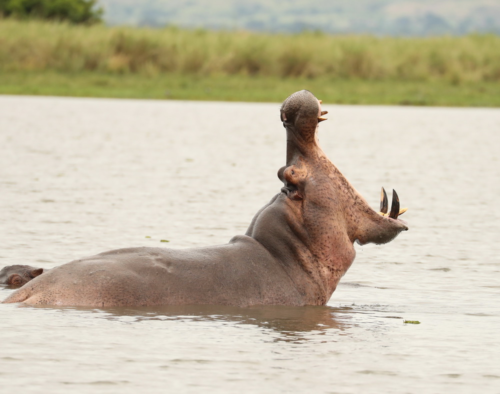 Hippopotamus amphibius Hippopotamus AX9I0643