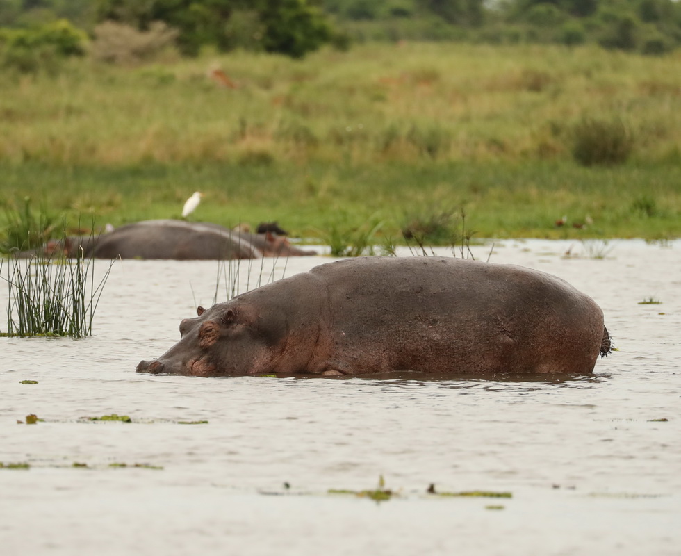 Hippopotamus amphibius Hippopotamus AX9I0700