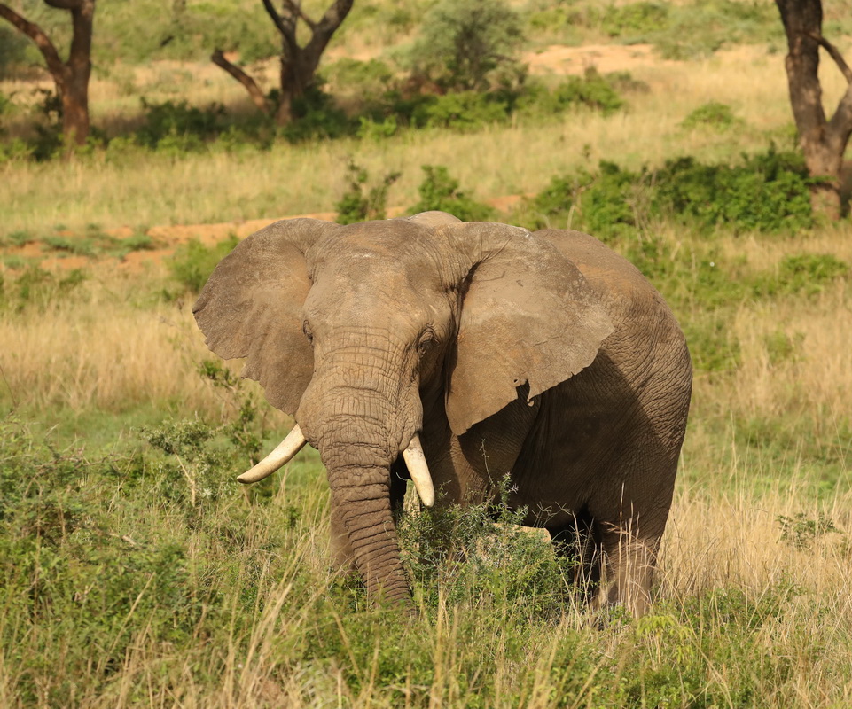 Loxodonta africana African bush elephant AX9I2828