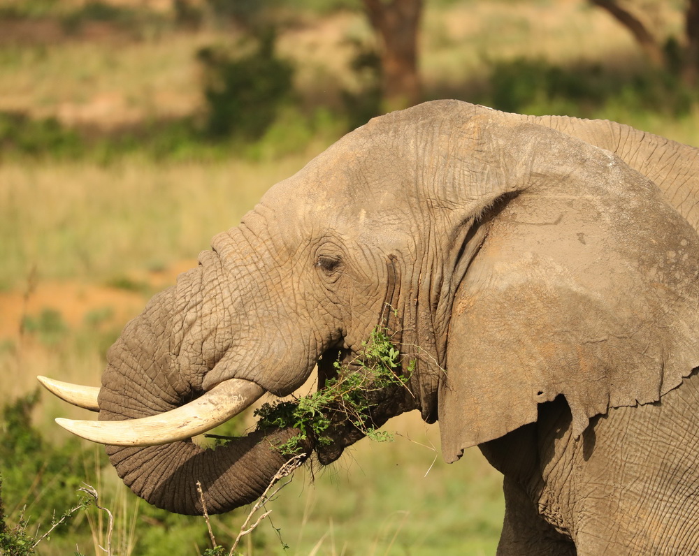 Loxodonta africana African bush elephant AX9I2842