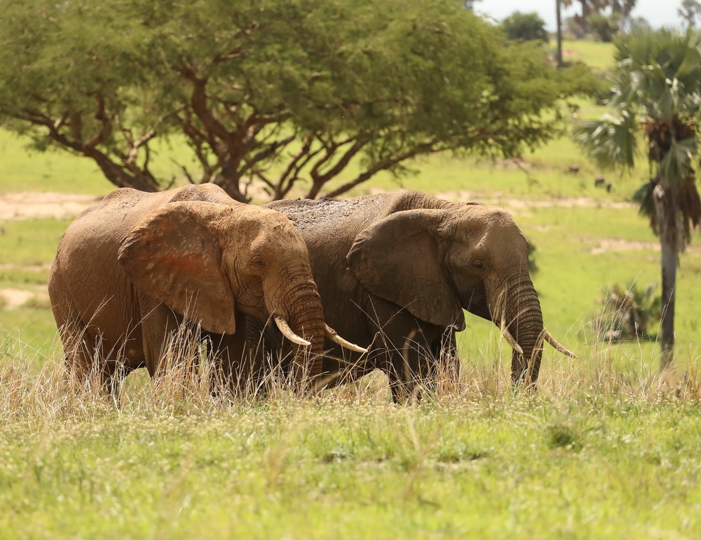 Loxodonta africana African bush elephant AX9I5848