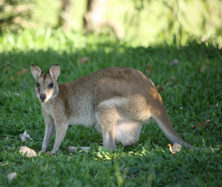 » Macropus Agilis (Agile Wallaby)