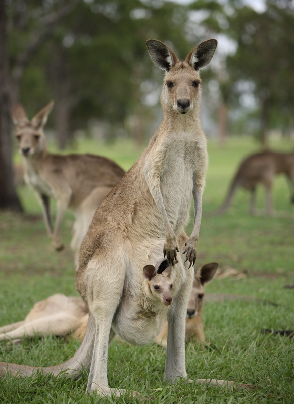 marsupialia-macropodidae-macropus-giganteus-gray-kangaroo-1v5z8744