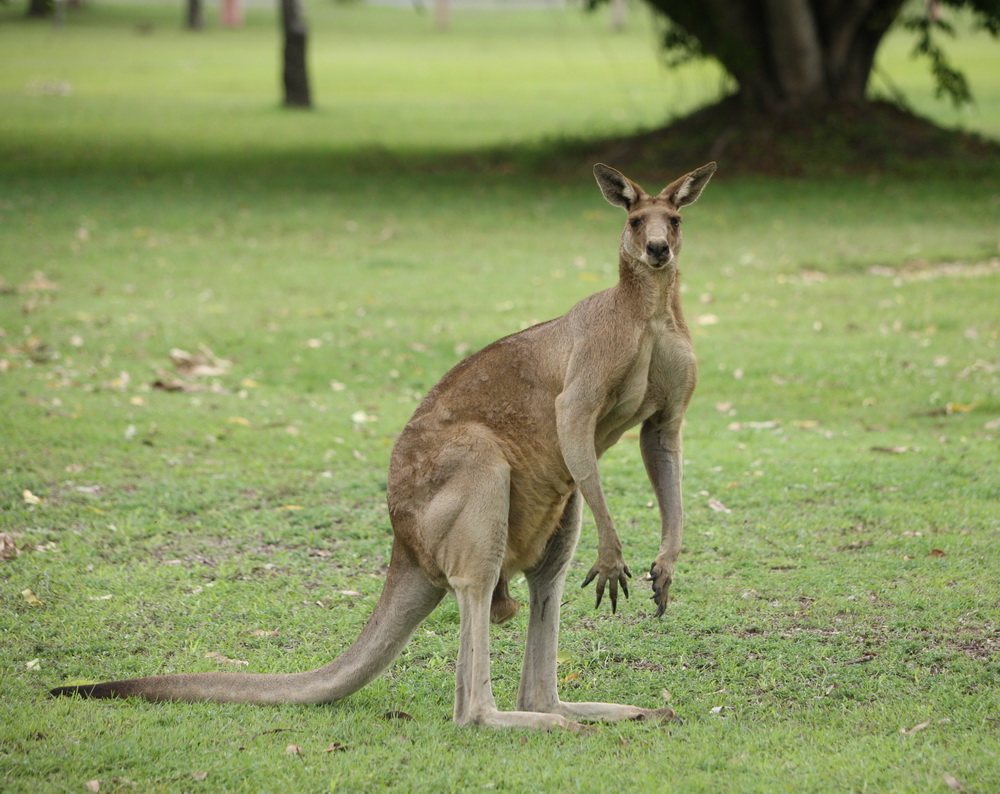 marsupialia-macropodidae-macropus-giganteus-gray-kangaroo-1v5z8812