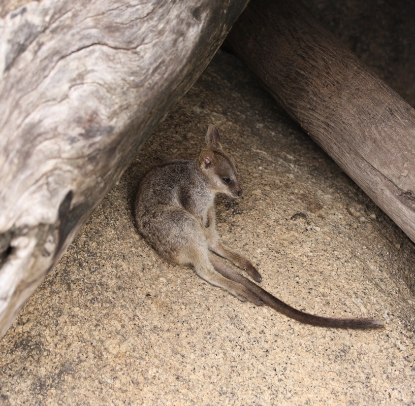 marsupialia-macropodidae-petrogale-penicillata-rock-wallaby-1v5z8555