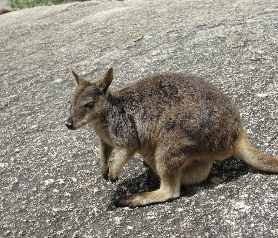 marsupialia-macropodidae-petrogale-penicillata-rock-wallaby-dsc00389