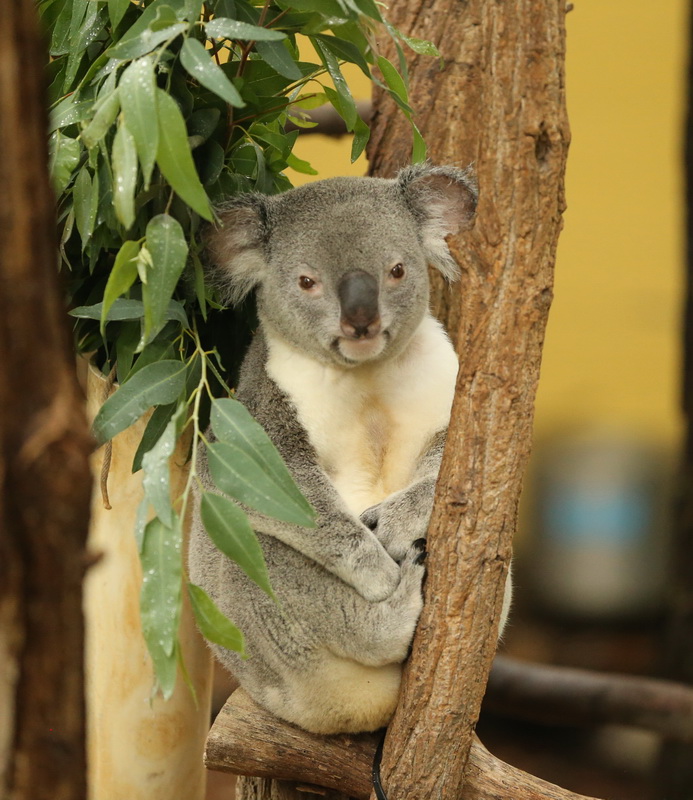 marsupialia-phascolarctidae-phascolarctos-cinereus-koala-b01q9957