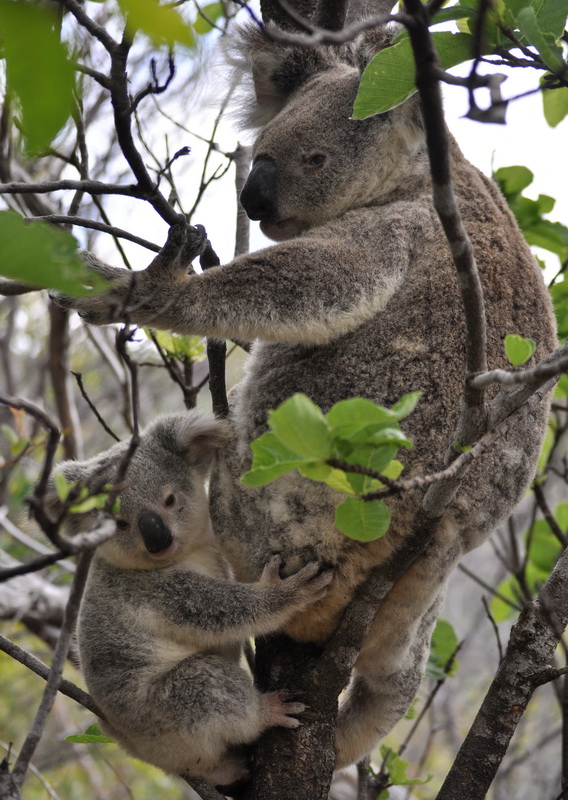 marsupialia-phascolarctidae-phascolarctos-cinereus-koala-dsc_1079