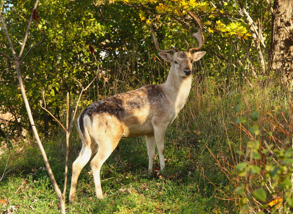 Odocoileus virginianus White-tailed Deer AX9I6679