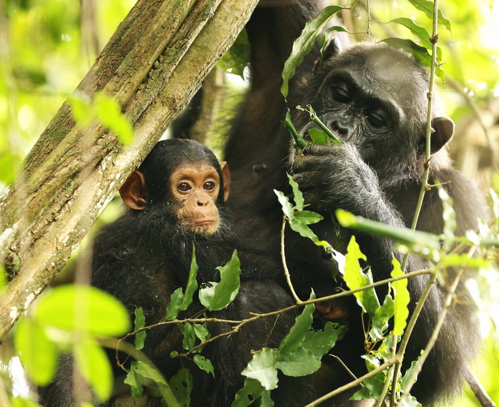 Pan troglodytes Chimpanzee B01Q9913
