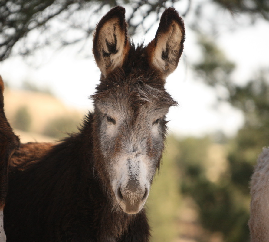 perissodactyla-equidae-equus-africanus-donkey-1v5z1164