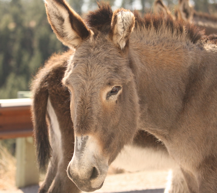 perissodactyla-equidae-equus-africanus-donkey-1v5z1165