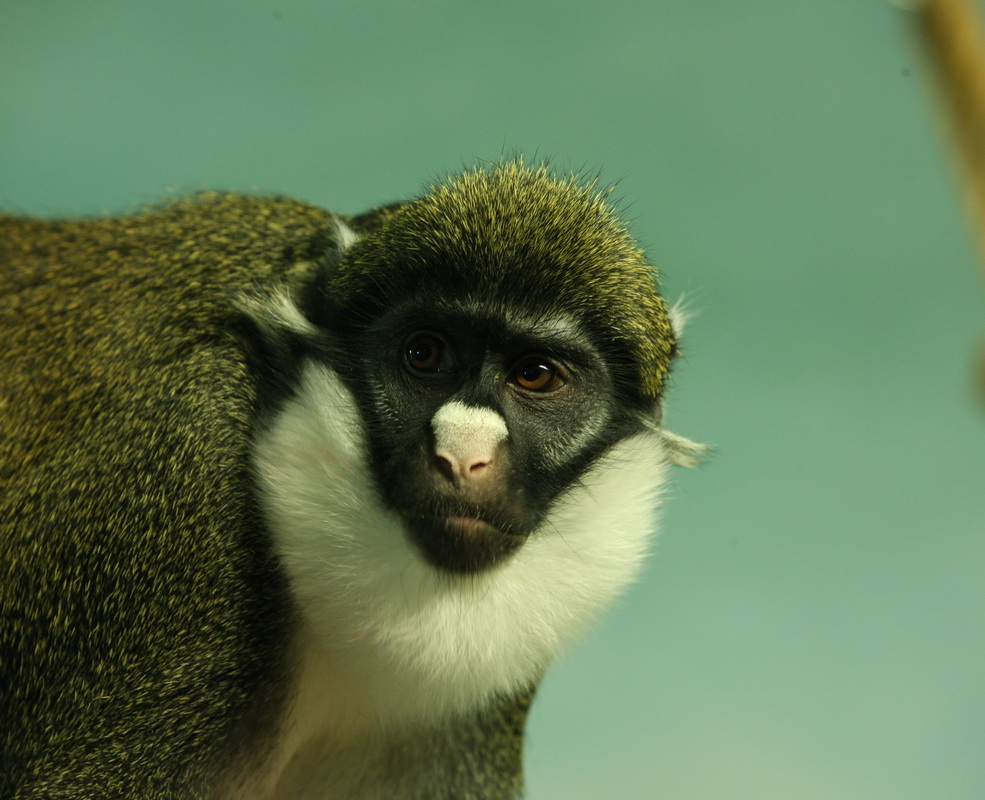primata-cercopithecidae-cercopithecus-petaurista-lesser-spot-nosed-monkey-1v5z0865