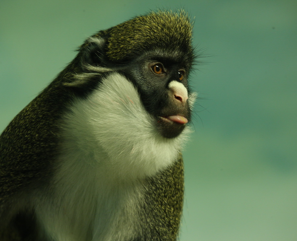 primata-cercopithecidae-cercopithecus-petaurista-lesser-spot-nosed-monkey-1v5z0879