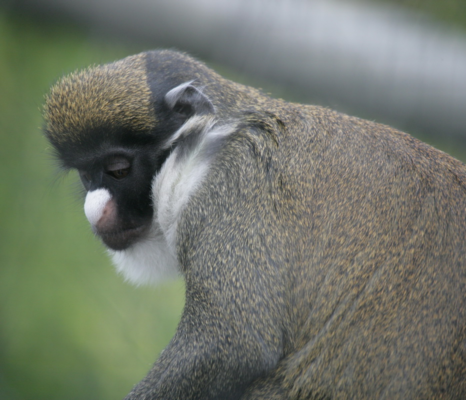 primata-cercopithecidae-cercopithecus-petaurista-lesser-spot-nosed-monkey-xt4b7229
