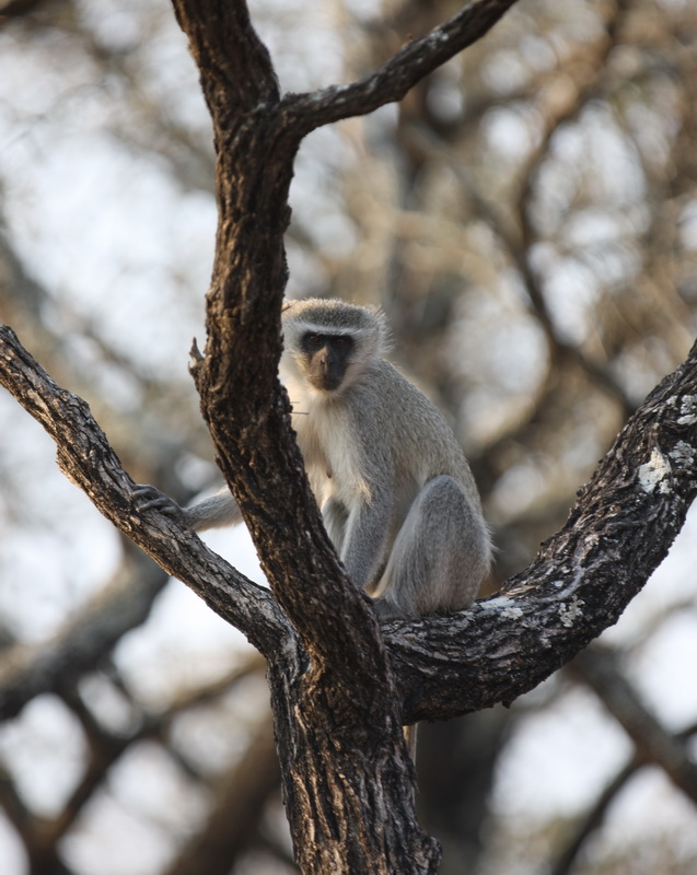 primata-cercopithecidae-chlorocebus-pygerythrus-vervet-monkey-1v5z0137