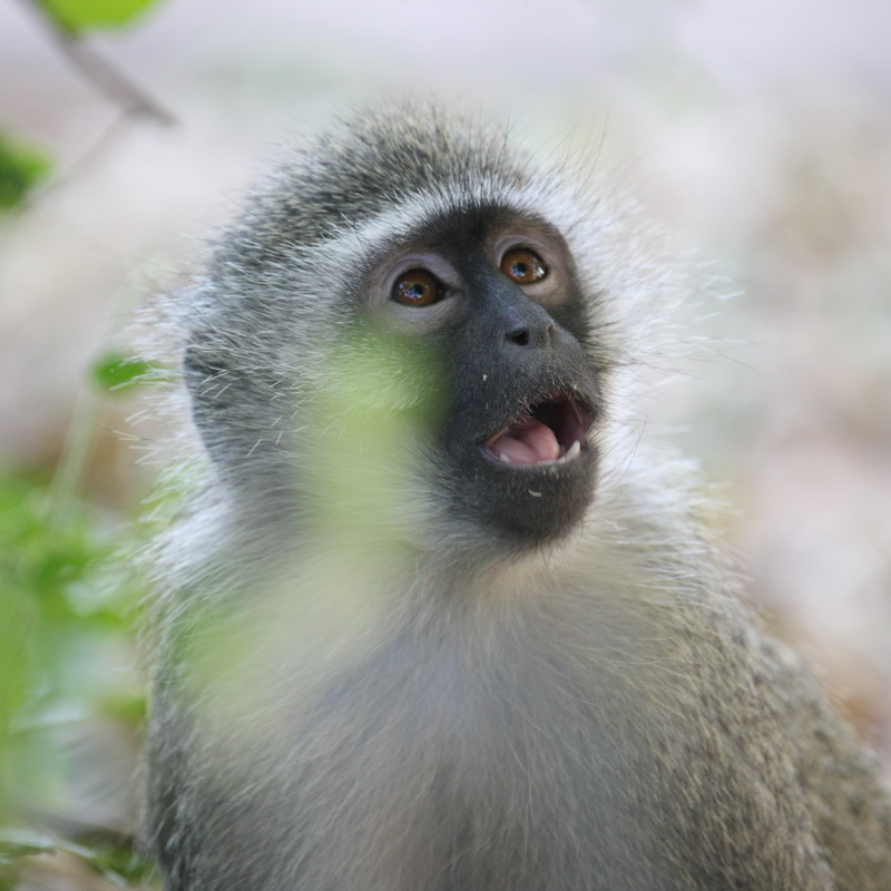 primata-cercopithecidae-chlorocebus-pygerythrus-vervet-monkey-1v5z1360