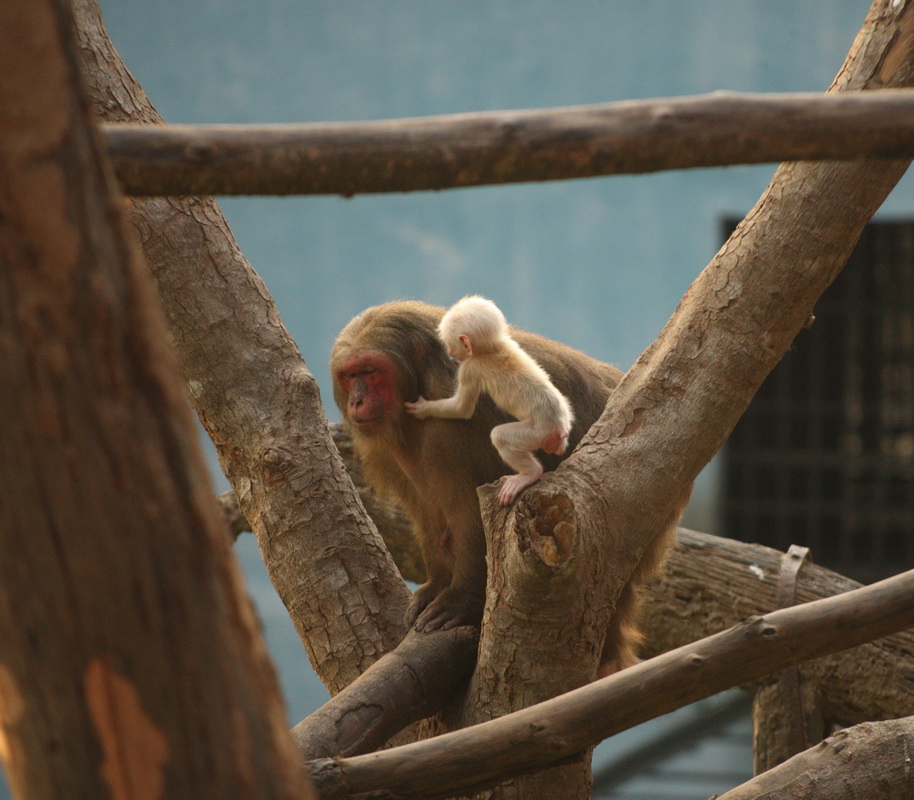 primata-cercopithecidae-macaca-arctoides-stump-tailed-macaque-1v5z3400