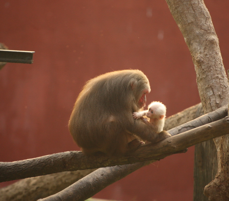 primata-cercopithecidae-macaca-arctoides-stump-tailed-macaque-1v5z3405