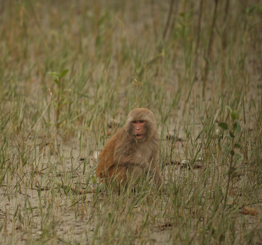 primata-cercopithecidae-macaca-mulatta-rhesus-macaque-1v5z1179
