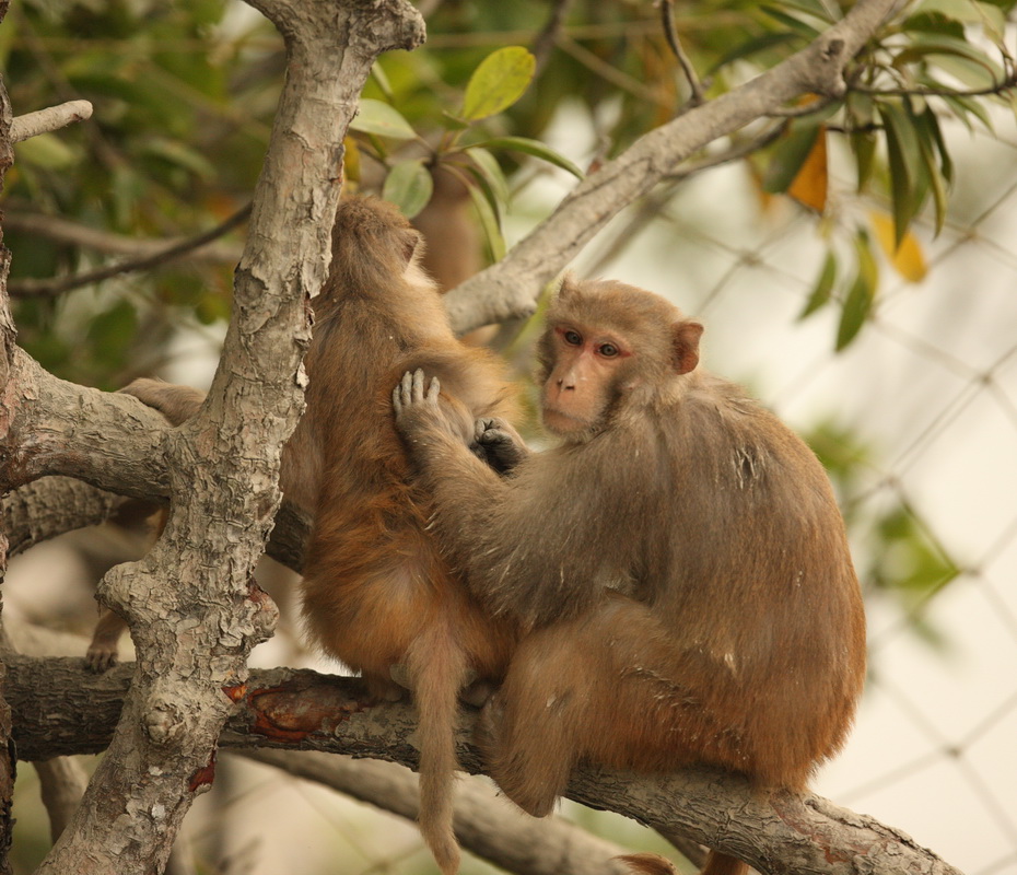 primata-cercopithecidae-macaca-mulatta-rhesus-macaque-1v5z1272