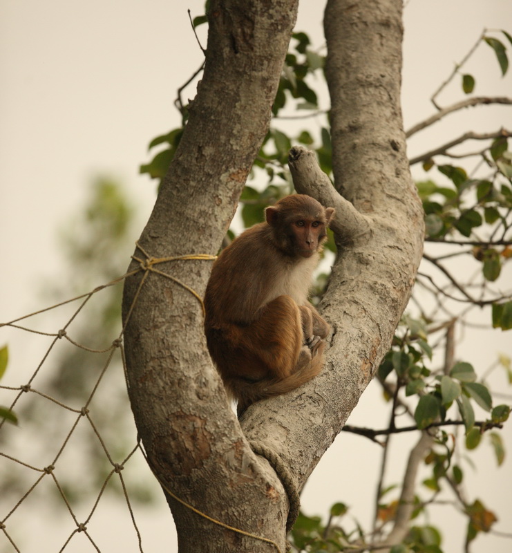 primata-cercopithecidae-macaca-mulatta-rhesus-macaque-1v5z1279