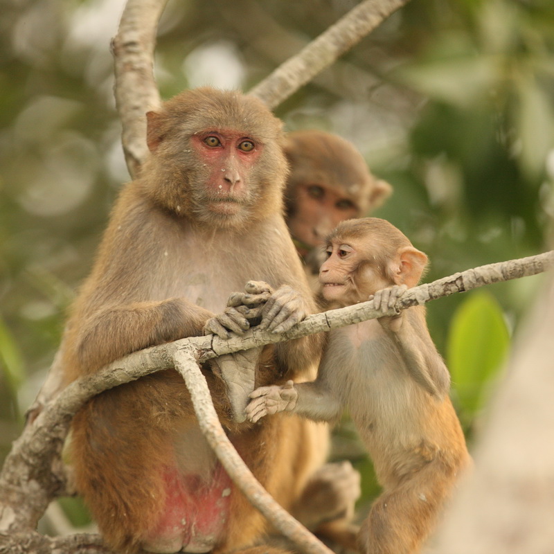 primata-cercopithecidae-macaca-mulatta-rhesus-macaque-1v5z1300