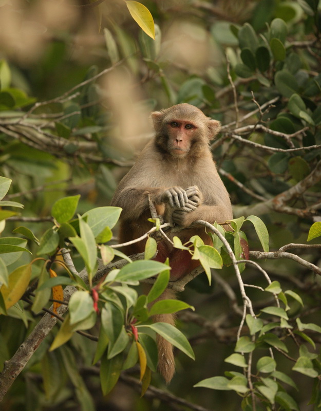 primata-cercopithecidae-macaca-mulatta-rhesus-macaque-1v5z1337