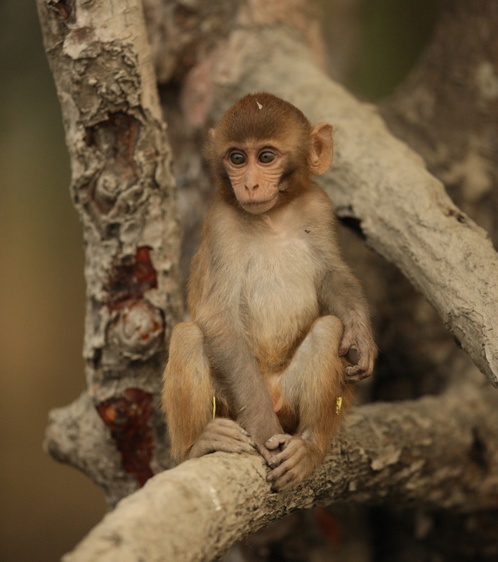 primata-cercopithecidae-macaca-mulatta-rhesus-macaque-1v5z1341