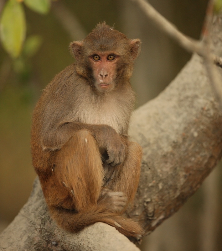 primata-cercopithecidae-macaca-mulatta-rhesus-macaque-1v5z1357