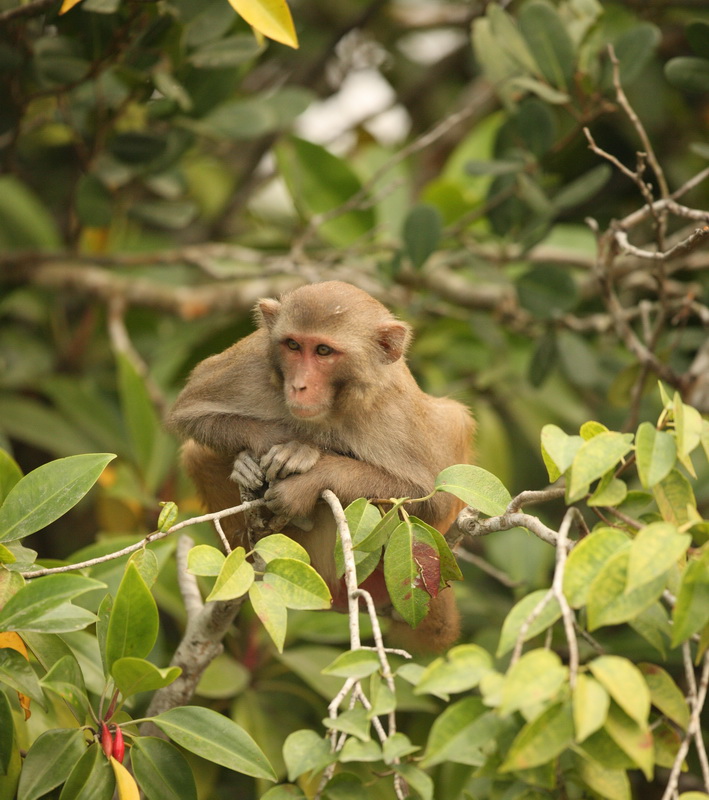 primata-cercopithecidae-macaca-mulatta-rhesus-macaque-1v5z1360