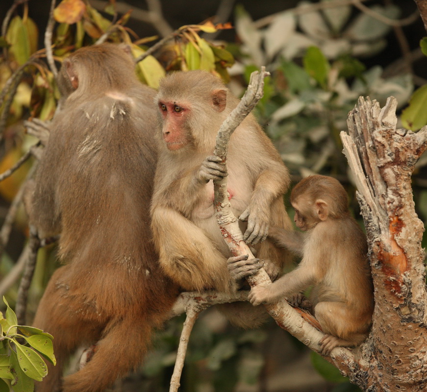 primata-cercopithecidae-macaca-mulatta-rhesus-macaque-1v5z1370