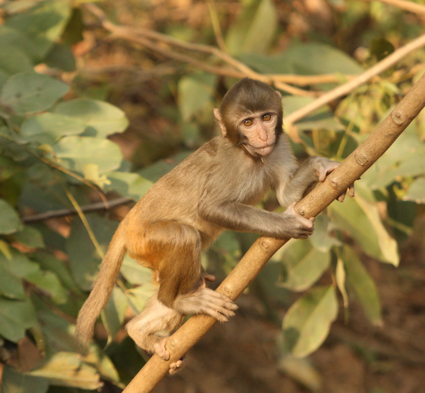 primata-cercopithecidae-macaca-mulatta-rhesus-macaque-1v5z3156