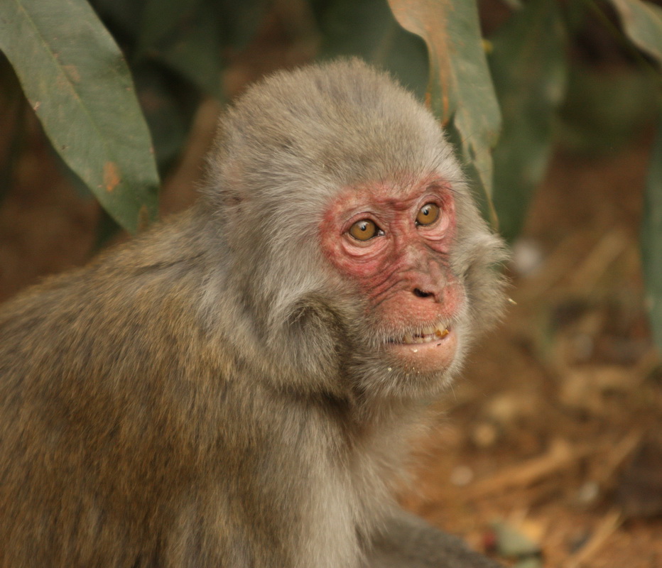 primata-cercopithecidae-macaca-mulatta-rhesus-macaque-1v5z3167