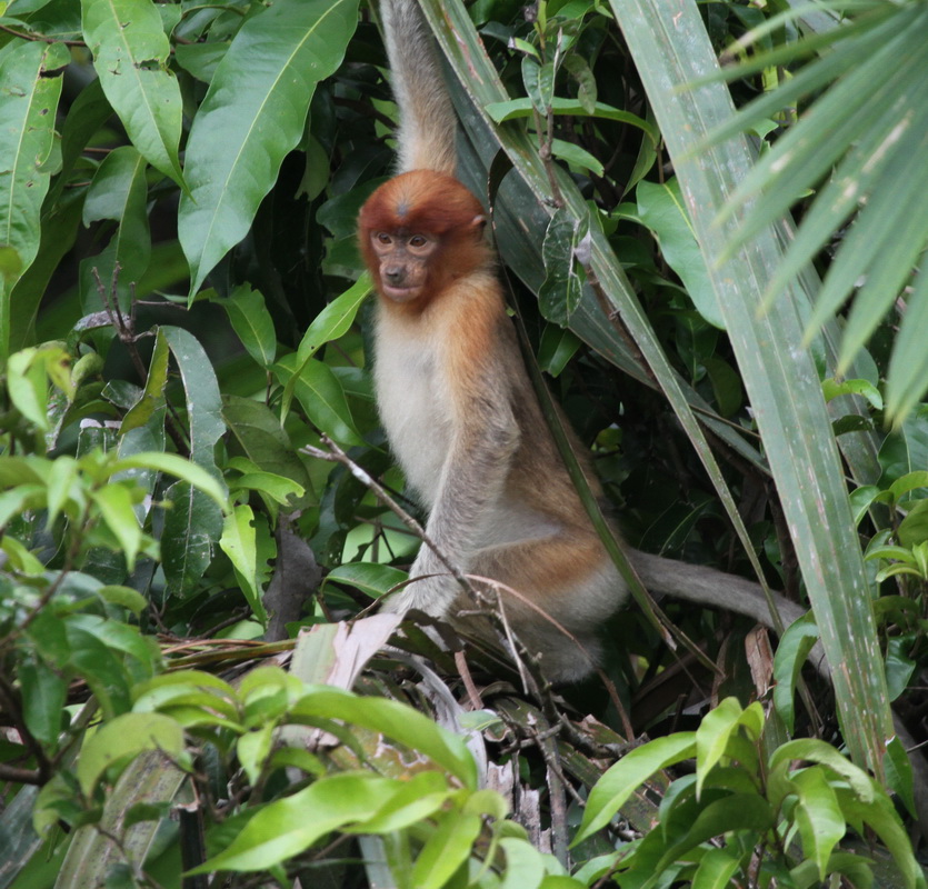 primata-cercopithecidae-nasalis-larvatus-proboscis-monkey-img_0824