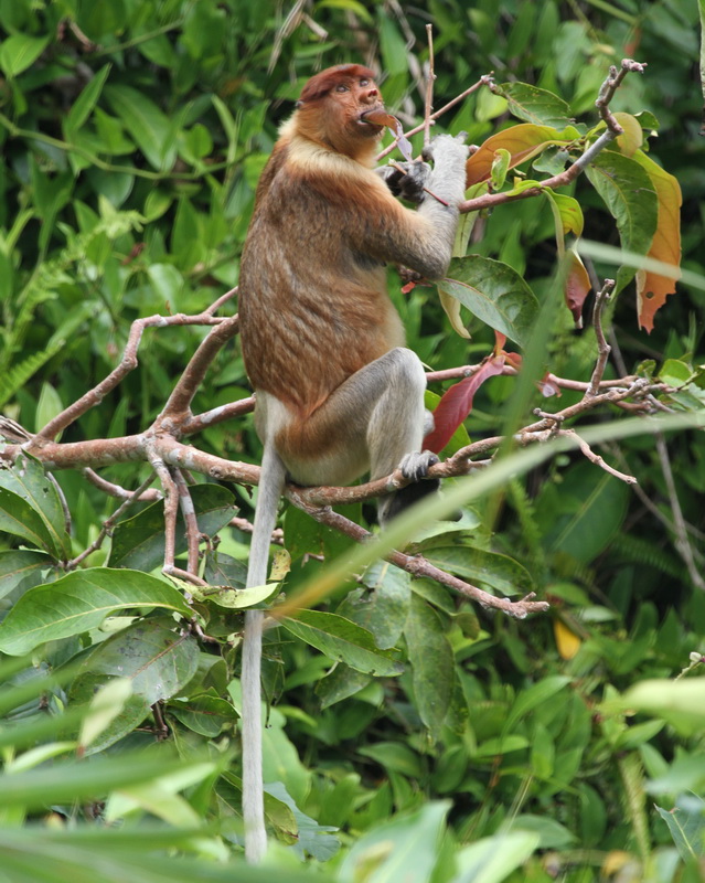 primata-cercopithecidae-nasalis-larvatus-proboscis-monkey-img_0948