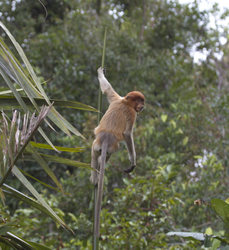primata-cercopithecidae-nasalis-larvatus-proboscis-monkey-_mg_1058