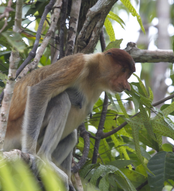 primata-cercopithecidae-nasalis-larvatus-proboscis-monkey-_mg_1063