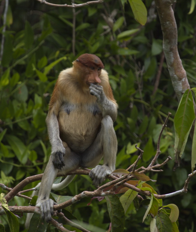 primata-cercopithecidae-nasalis-larvatus-proboscis-monkey_mg_1095