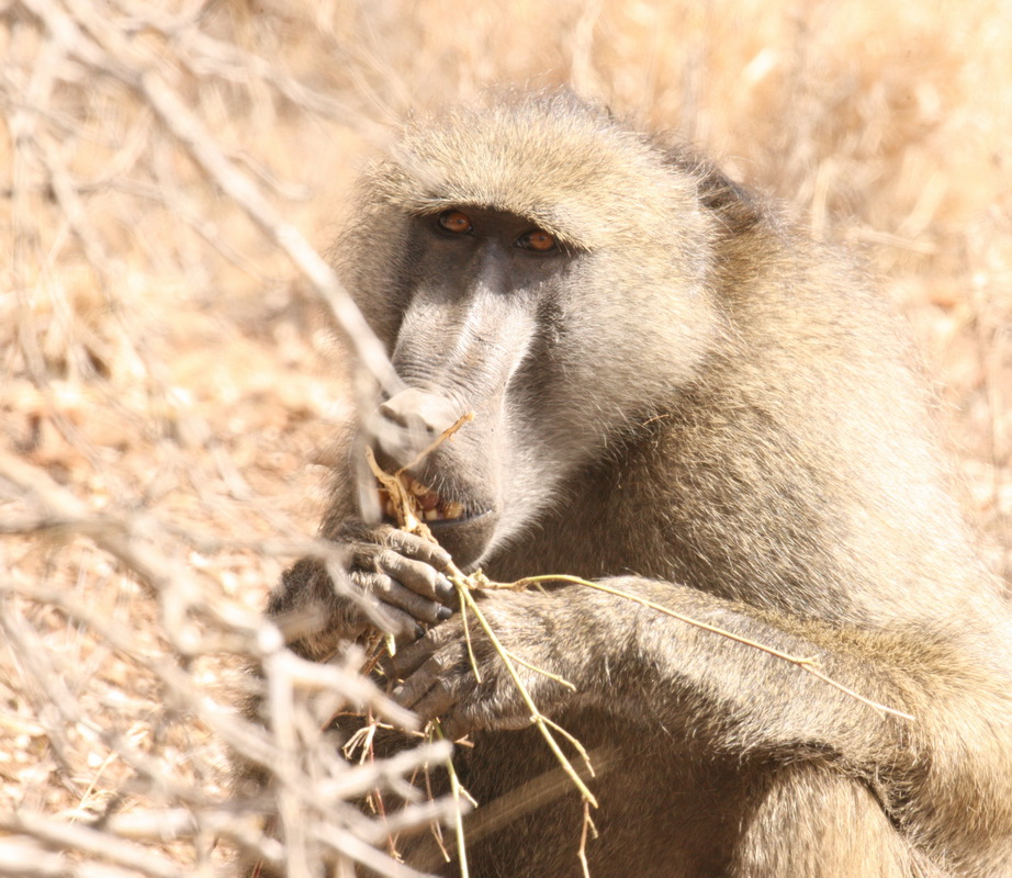 primata-cercopithecidae-papio-ursinus-chacma-baboon-1v5z3139